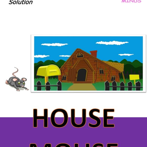 1 House Mouse