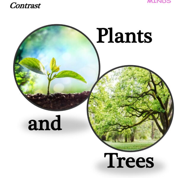7 Plants and Trees