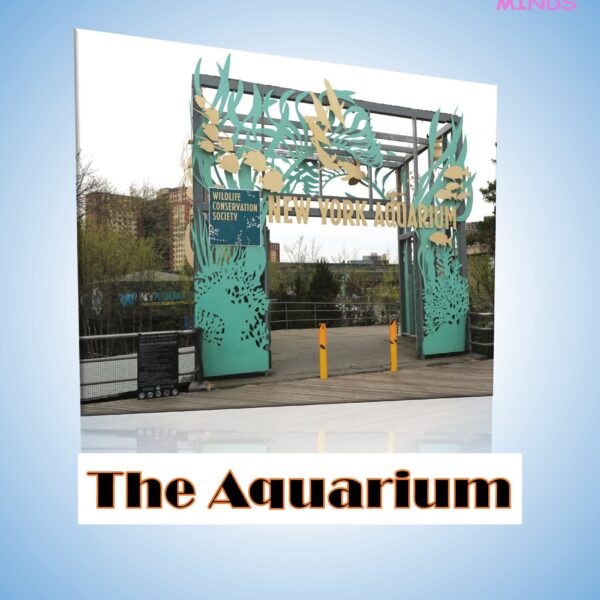 6 The Aquarium
