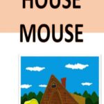 House Mouse