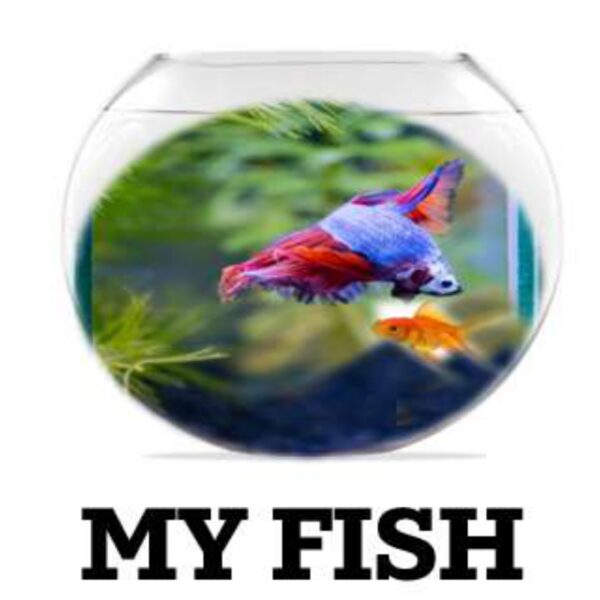 My Fish Level 6