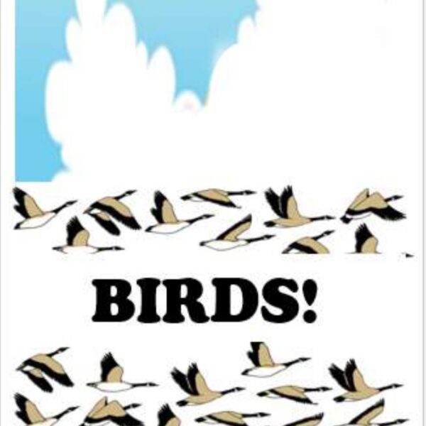 Seagulls Level 3