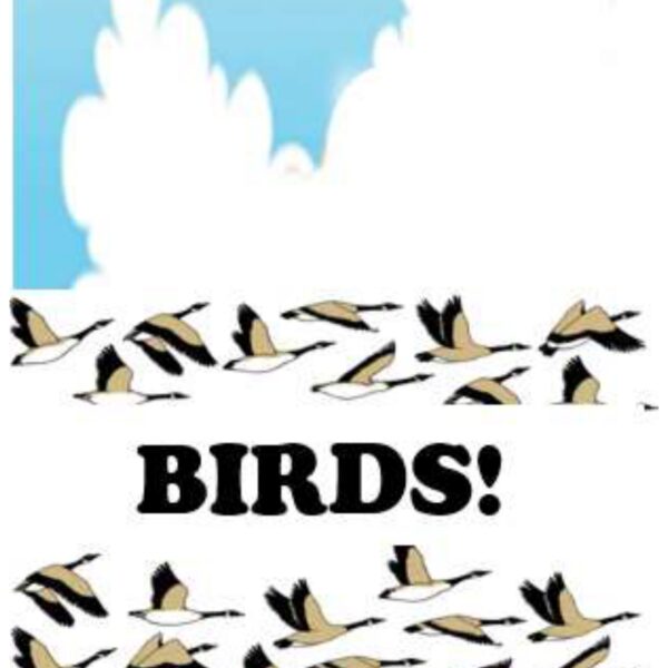 Seagulls Level 2