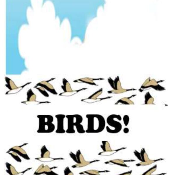 Seagulls Level 1