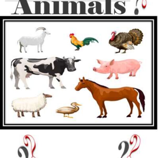 Animals Level 4