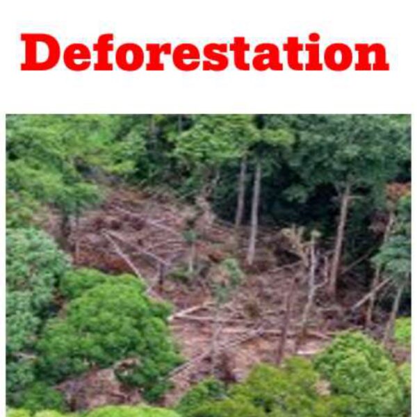 Deforestation Level 7