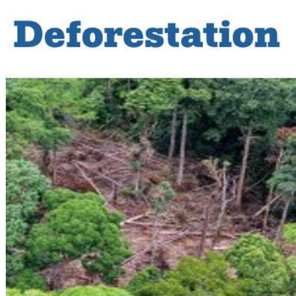 Deforestation Level 6