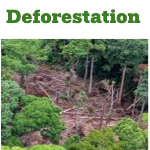 Deforestation Level 5