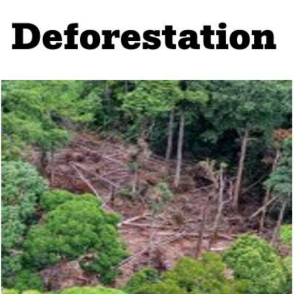Deforestation Level 4