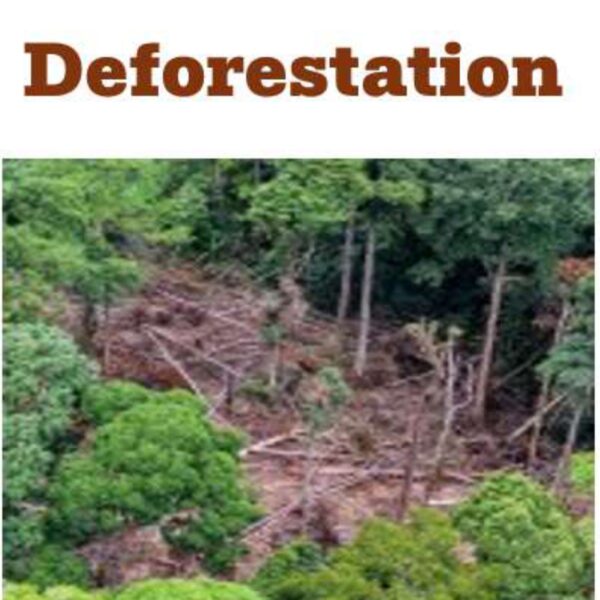 Deforestation Level 3