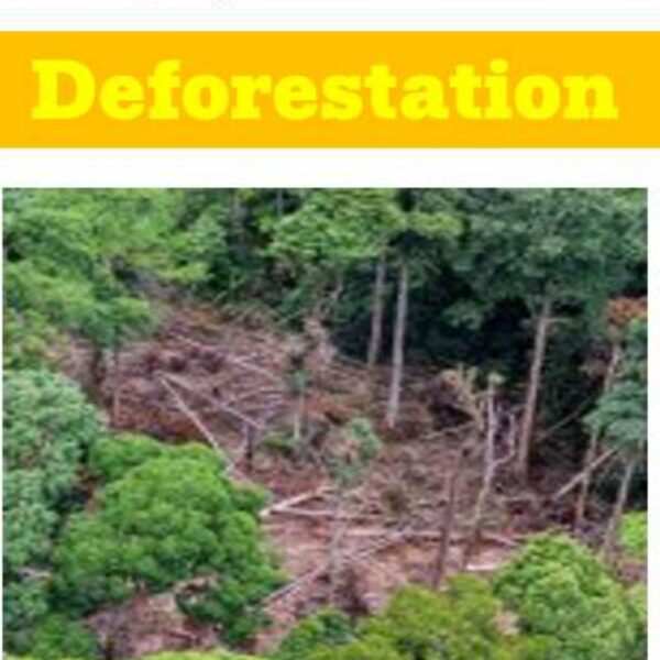 Deforestation Level 2
