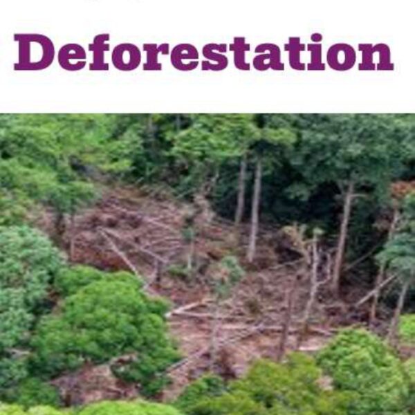 Deforestation Level 1